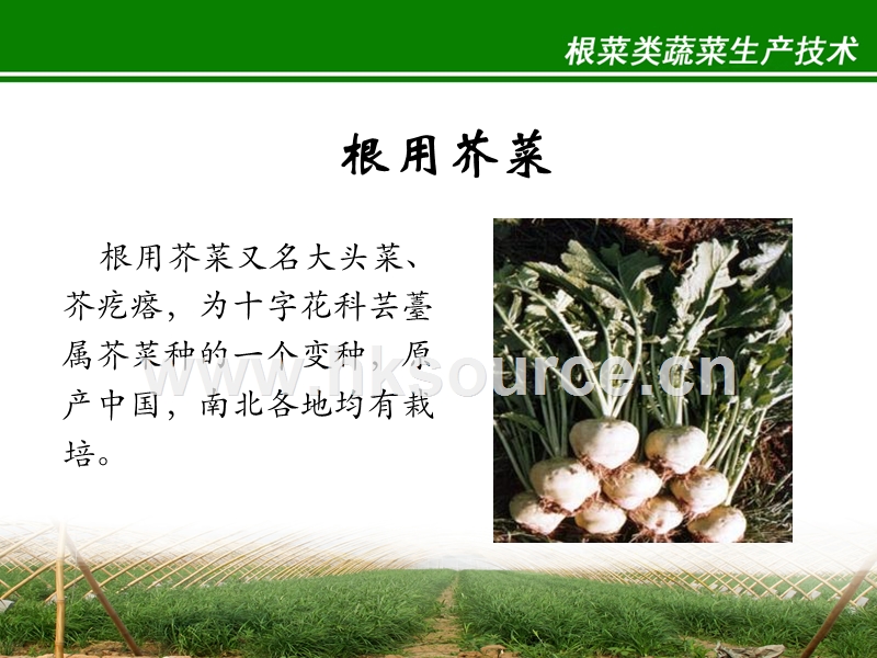蔬菜生产技术（北方本）课件 13.3　根用芥菜生产技术.ppt_第4页