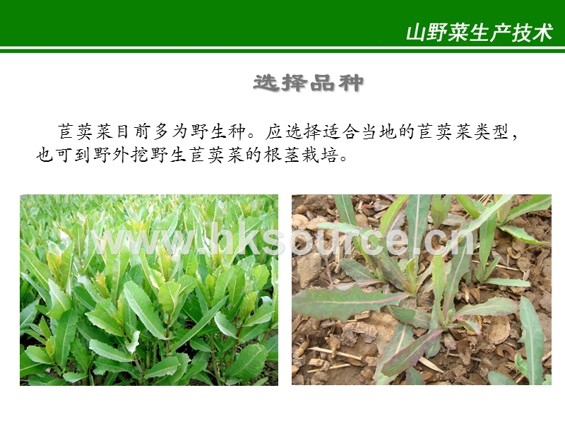 蔬菜生产技术（北方本）课件 16.1　苣荬菜生产技术.ppt_第5页