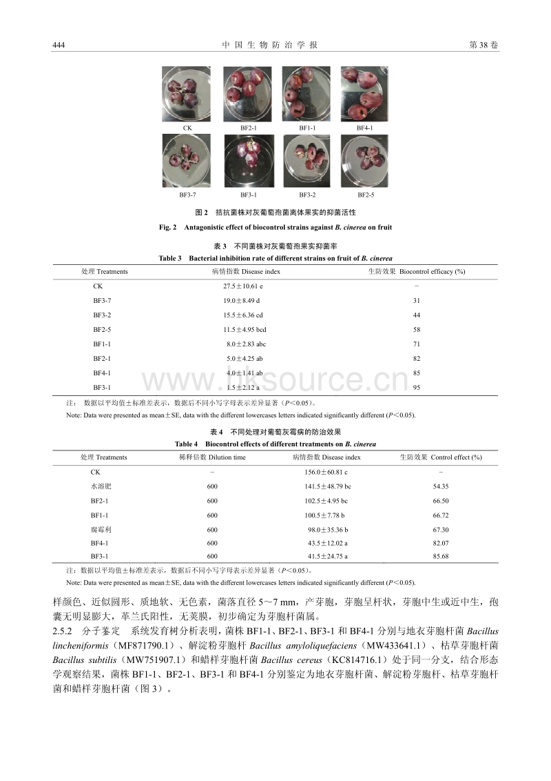 葡萄灰霉病生防芽胞杆菌的筛选与防效评价.pdf_第5页