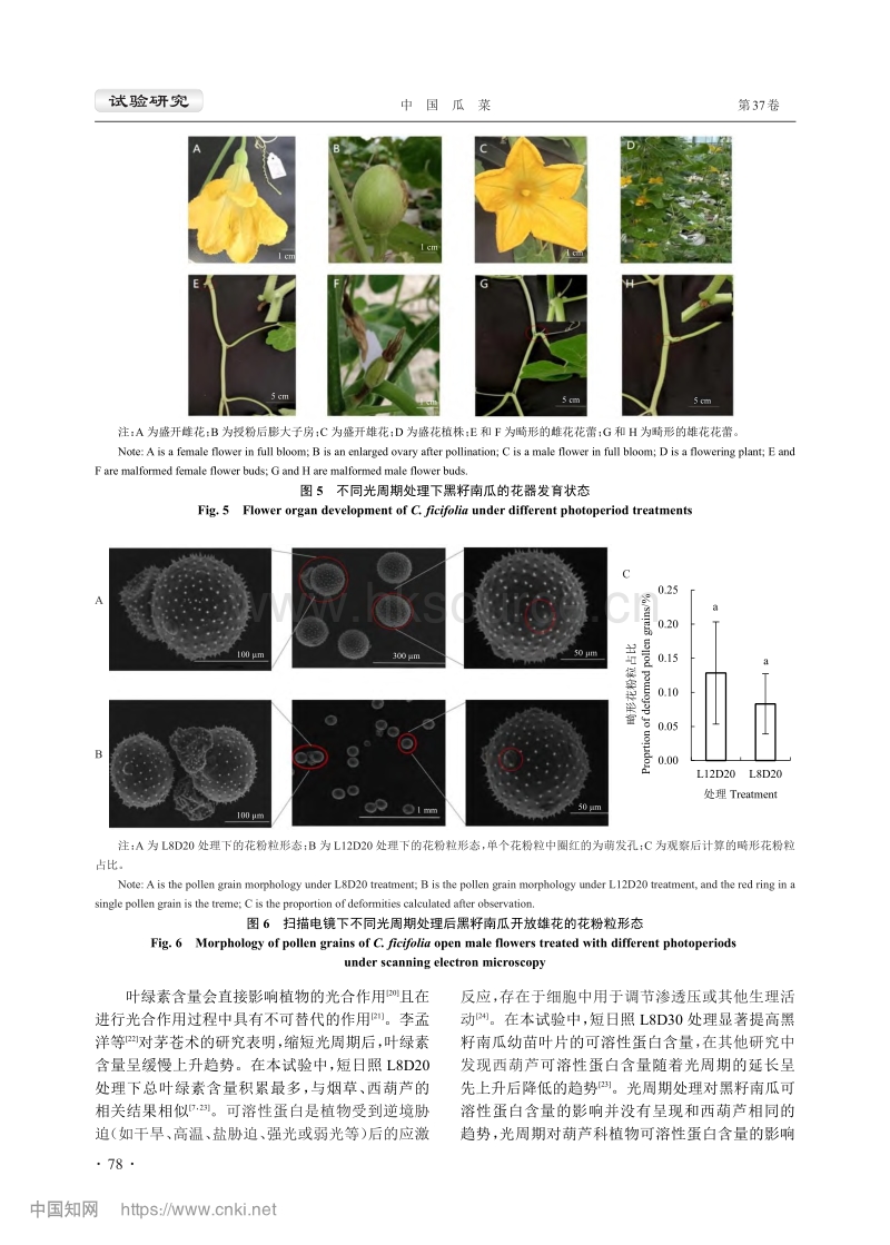 不同光周期对黑籽南瓜幼苗生长及开花习性的影响.pdf_第5页