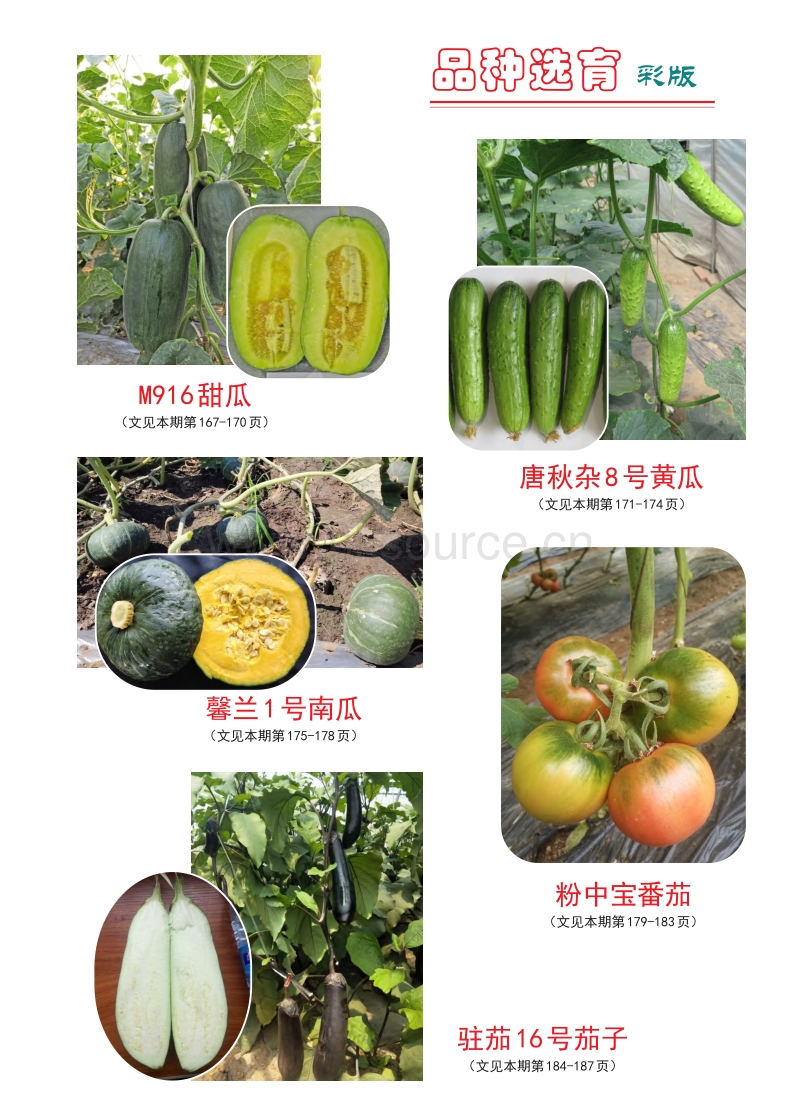 黄瓜新品种唐秋杂8号的选育_王耐红.pdf_第5页