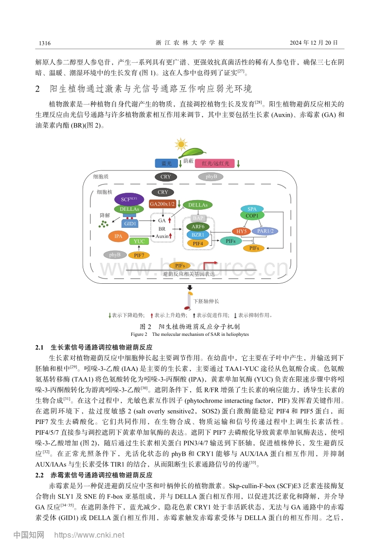 荫蔽环境下植物生理形态及光响应机制研究进展.pdf_第4页