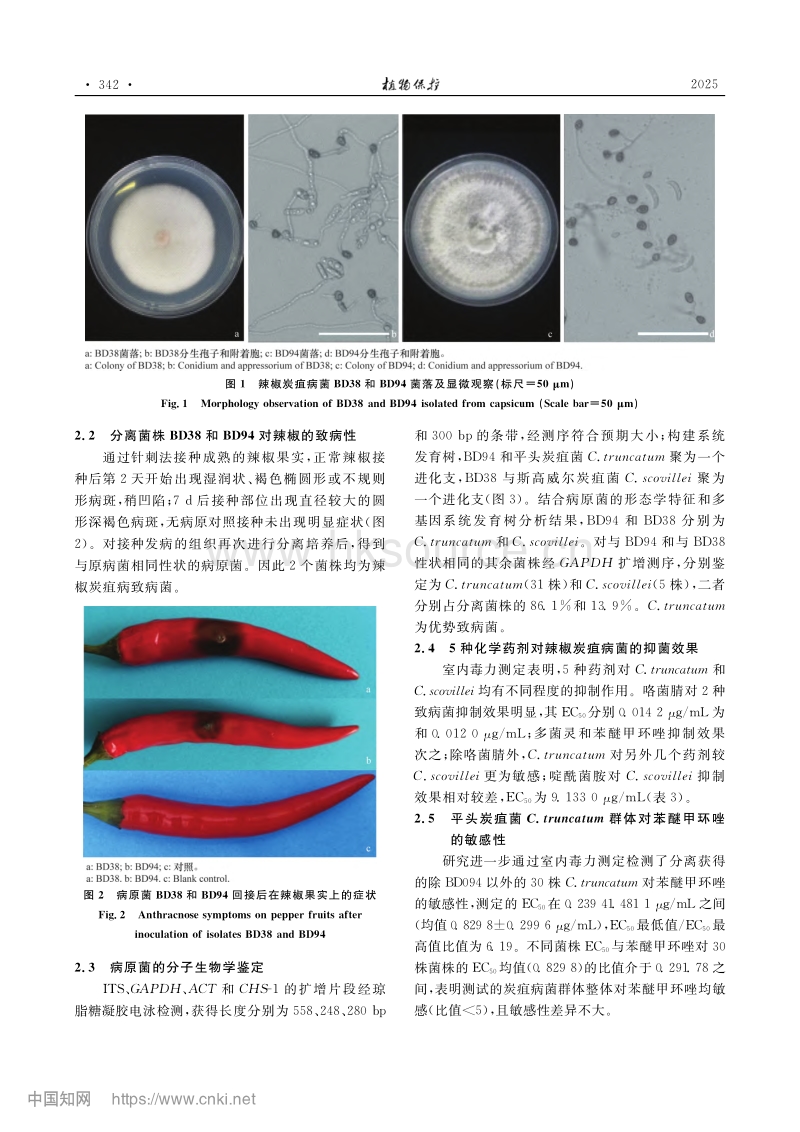 保定辣椒炭疽病菌鉴定及对5种药剂的敏感性.pdf_第4页