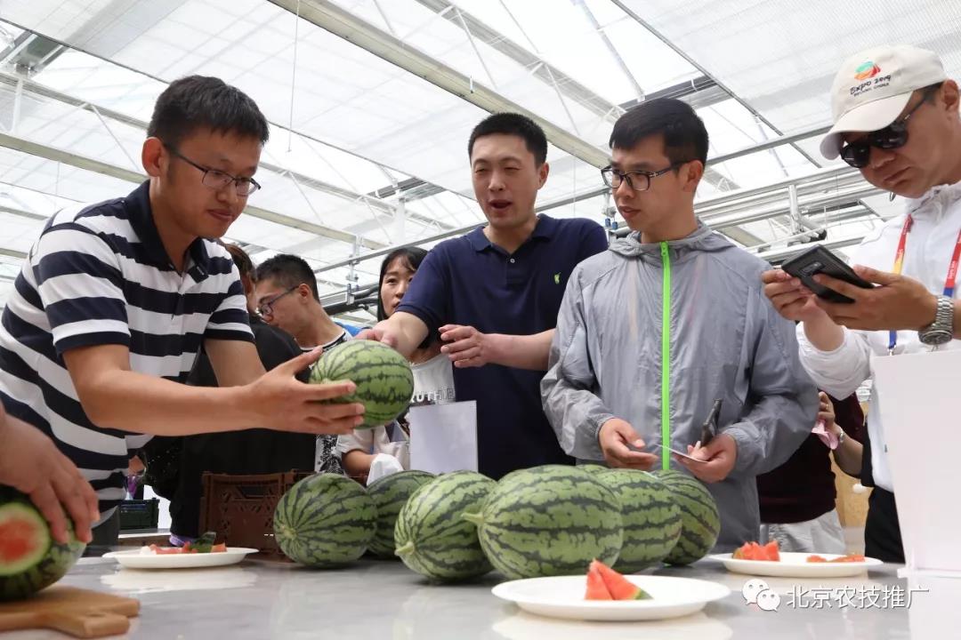 西瓜红 样样红 世园会百蔬园西甜瓜主题日活动3.jpg